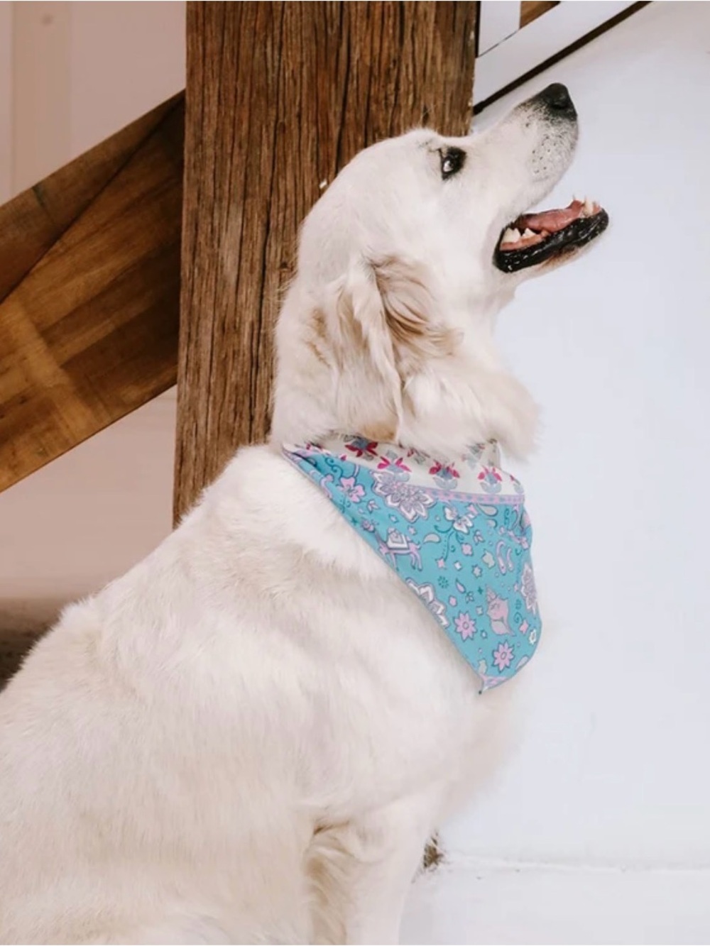 Spell Lovers Beach Dog Bandana